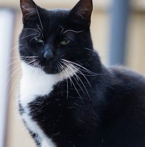 Meet your Posher, Real